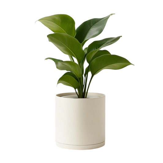 Kavio 10-Inch Self Watering Planter - Indoor Pot with Water Level Indicator - 30-Day Auto-Watering System - Modern Decorative Pot for Houseplants - Matte White