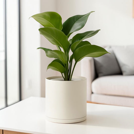 Kavio 10-Inch Self Watering Planter - Indoor Pot with Water Level Indicator - 30-Day Auto-Watering System - Modern Decorative Pot for Houseplants - Matte White